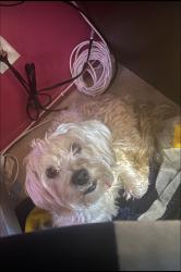 Lost Male Dog last seen He likes to visit the park across the street from Kennedy High school , Richmond, CA 94804