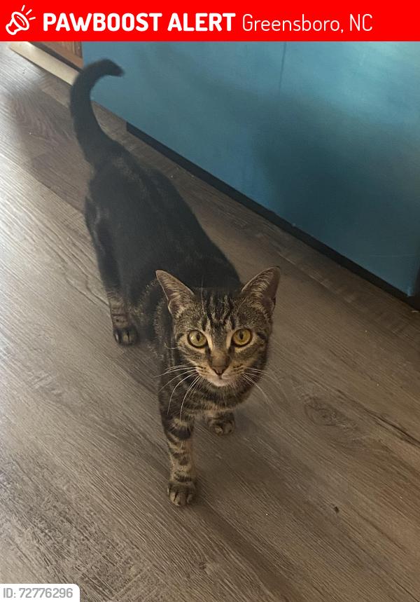 Lost Female Cat last seen Shenango Rd & Murchie St, Greensboro, NC 27405