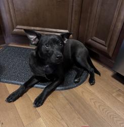 Found/Stray Male Dog last seen Kilby Road, Culpeper, VA 22701
