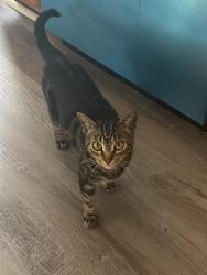 Lost Female Cat last seen Shenango Rd & Murchie St, Greensboro, NC 27405