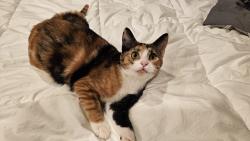 Lost Female Cat last seen Joy Lane & FM 450, Hallsville, TX 75650