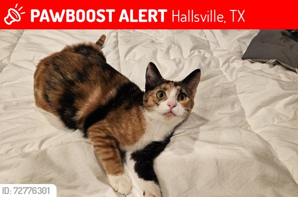 Lost Female Cat last seen Joy Lane & FM 450, Hallsville, TX 75650