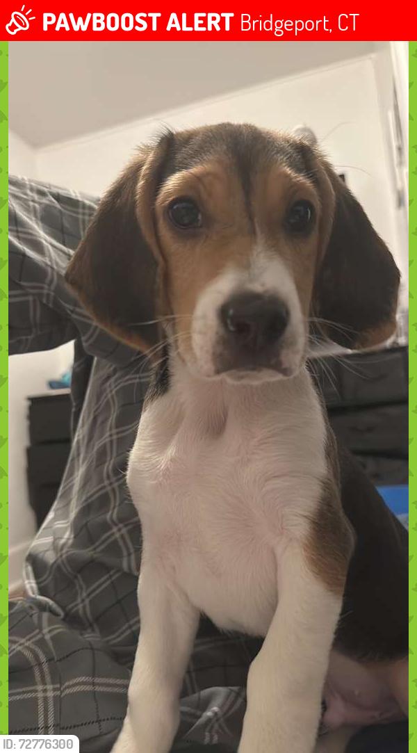 Lost Male Dog last seen Near E Main St, Bridgeport, CT, 06610, Bridgeport, CT 06610