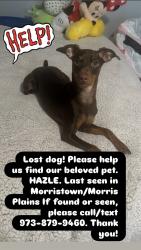 Lost Female Dog last seen Near Alfredvail  school or Morristown , Morris Plains, NJ 07950
