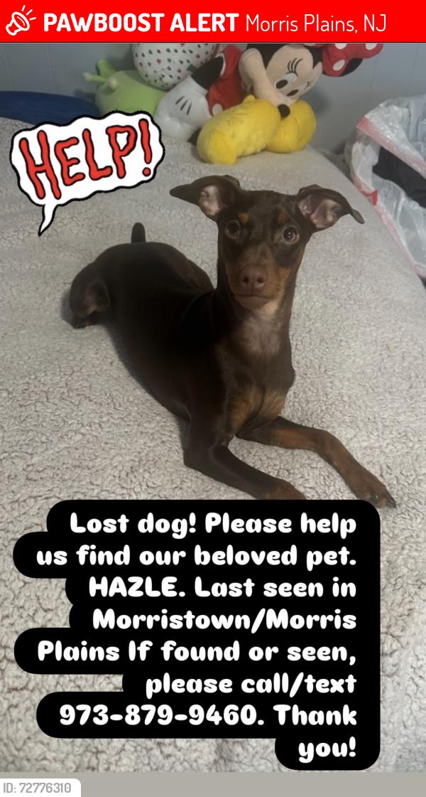 Lost Female Dog last seen Near Alfredvail  school or Morristown , Morris Plains, NJ 07950