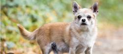 Found/Stray Unknown Dog last seen Kissel Park, Yakima, WA 98902