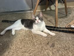 Lost Male Cat last seen Watts, Los Angeles, CA 90012