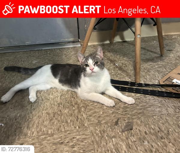 Lost Male Cat last seen Watts, Los Angeles, CA 90012