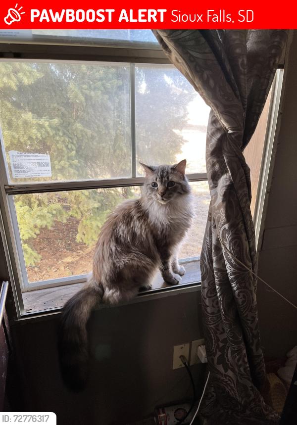 Lost Male Cat last seen Silver place, Sioux Falls, SD 57106