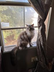 Lost Male Cat last seen Silver place, Sioux Falls, SD 57106
