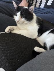 Lost Male Cat last seen 12th and Clarkson, Denver, CO 80218