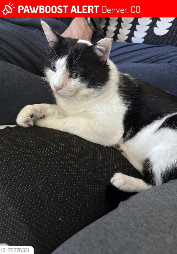 Lost Male Cat last seen 12th and Clarkson, Denver, CO 80218