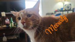 Lost Male Cat last seen 10th and Spring, Sioux Falls, SD 57104