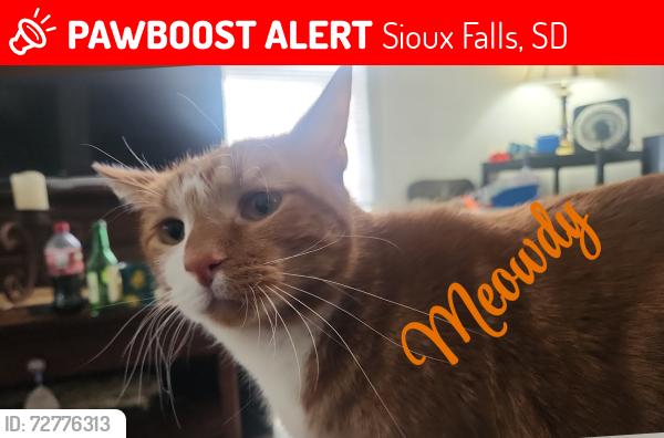 Lost Male Cat last seen 10th and Spring, Sioux Falls, SD 57104