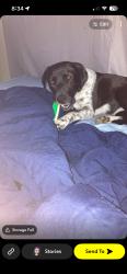 Lost Female Dog last seen Memorial Temple Church of God in Christ, Henderson County, TX 75758