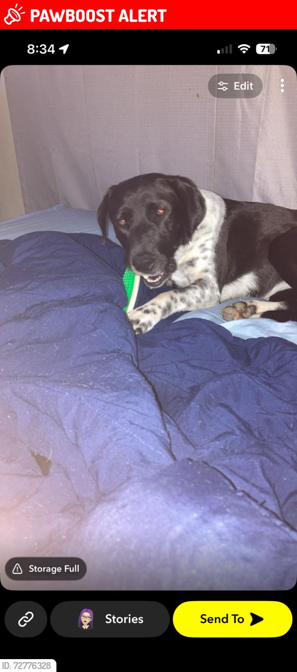 Lost Female Dog last seen Memorial Temple Church of God in Christ, Henderson County, TX 75758