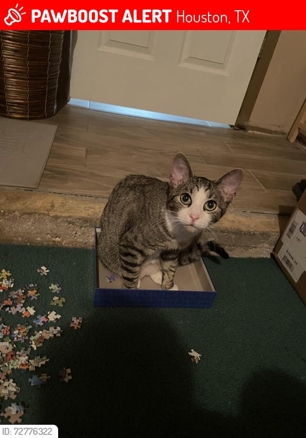 Lost Female Cat last seen Wayside , Houston, TX 77087