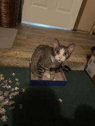 Lost Female Cat last seen Wayside , Houston, TX 77087