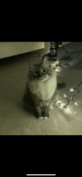 Lost Male Cat last seen Lassiter Ln, Asheboro close to Seagrove as well , Asheboro, NC 27205