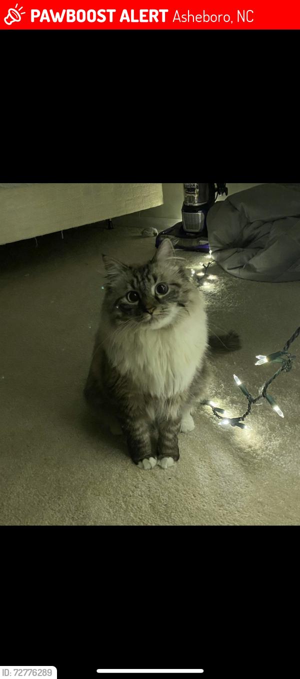 Lost Male Cat last seen Lassiter Ln, Asheboro close to Seagrove as well , Asheboro, NC 27205