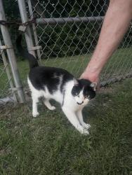 Found/Stray Unknown Cat last seen Reagan middle school , Grand Prairie, TX 75052