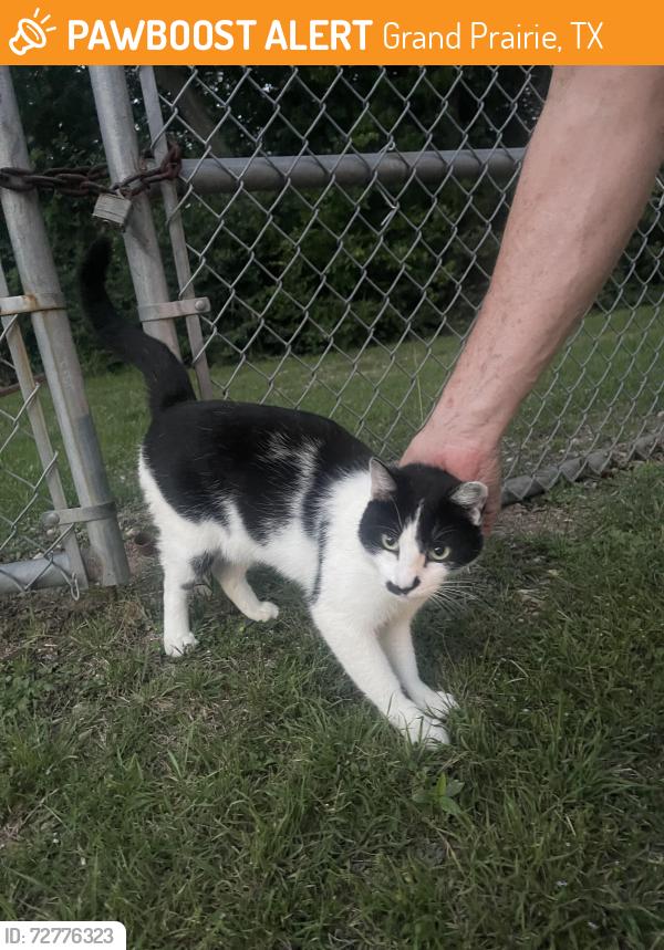 Found/Stray Unknown Cat last seen Reagan middle school , Grand Prairie, TX 75052