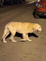 Found/Stray Male Dog last seen Geers & Forrest , Columbus, OH 43207