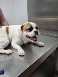 Found/Stray Male Dog last seen Los Robles Ave , Hacienda Heights, CA 91745
