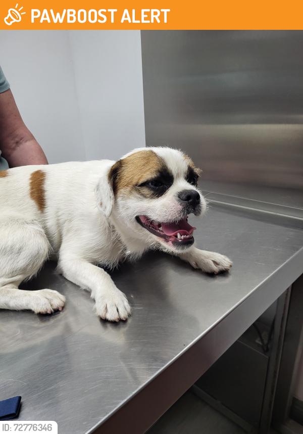 Found/Stray Male Dog last seen Los Robles Ave , Hacienda Heights, CA 91745