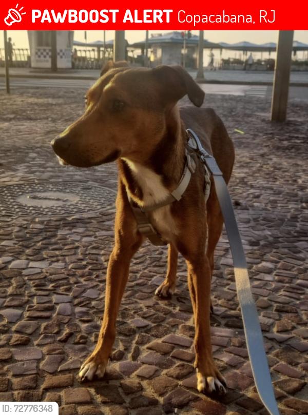 Lost Male Dog last seen Corte do Cantagalo, Copacabana, RJ 
