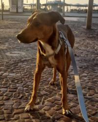 Lost Male Dog last seen Corte do Cantagalo, Copacabana, RJ 