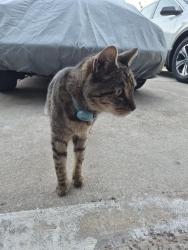 Found/Stray Unknown Cat last seen Long Bay, Middleburg FL , Middleburg, FL 32068