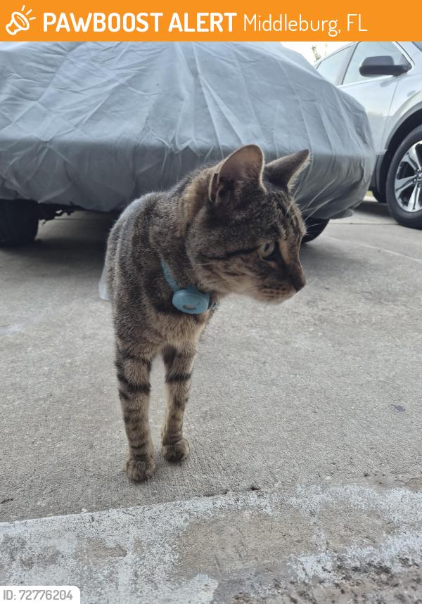 Found/Stray Unknown Cat last seen Long Bay, Middleburg FL , Middleburg, FL 32068