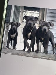 Lost Female Dog last seen Wawa on Penn ave , Reading, PA 19611