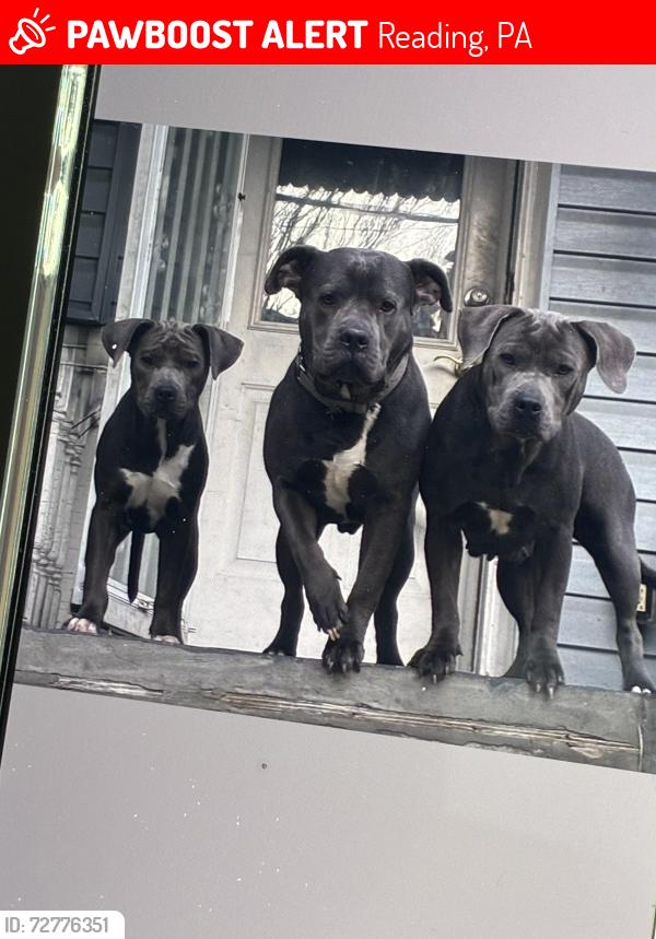 Lost Female Dog last seen Wawa on Penn ave , Reading, PA 19611