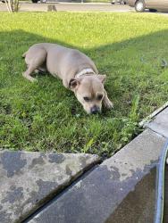 Found/Stray Male Dog last seen Norwood Avenue , Sacramento, CA 95838