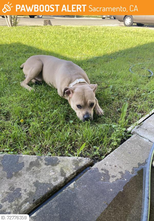 Found/Stray Male Dog last seen Norwood Avenue , Sacramento, CA 95838