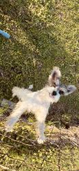 Lost Male Dog last seen Smiles fuels , Gadsden, AL 35903
