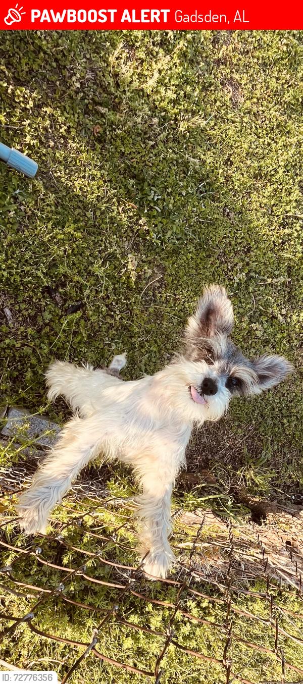 Lost Male Dog last seen Smiles fuels , Gadsden, AL 35903