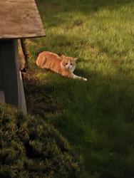 Found/Stray Unknown Cat last seen Buffalo Grove Rd. and Dundee Rd., Buffalo Grove, IL 60089