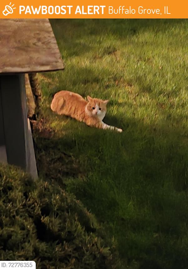 Found/Stray Unknown Cat last seen Buffalo Grove Rd. and Dundee Rd., Buffalo Grove, IL 60089