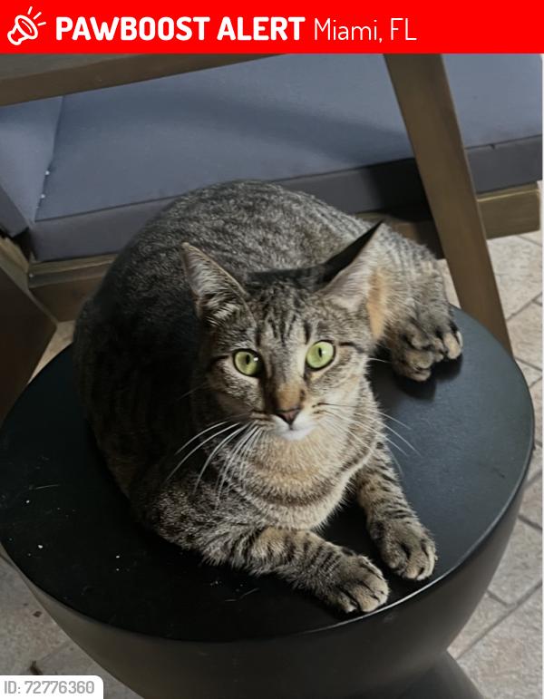 Lost Female Cat last seen Kendland Bend South Building B, Miami, FL 33186