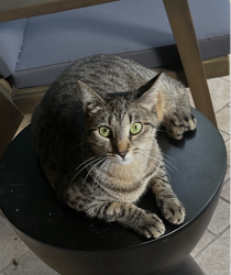 Lost Female Cat last seen Kendland Bend South Building B, Miami, FL 33186