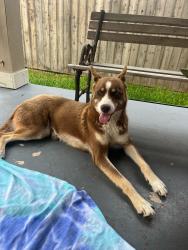 Found/Stray Male Dog last seen Snow goose , San Antonio, TX 78245