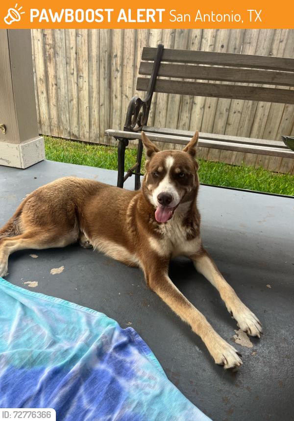 Found/Stray Male Dog last seen Snow goose , San Antonio, TX 78245