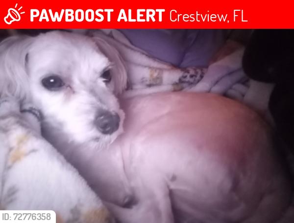 Lost Male Dog last seen Batten Rd, Lake Ella Rd, Crestview, FL 32539