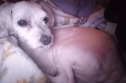 Lost Male Dog last seen Batten Rd, Lake Ella Rd, Crestview, FL 32539