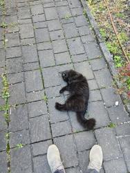 Lost Male Cat last seen Horton and Forestville Road , Knightdale, NC 27545