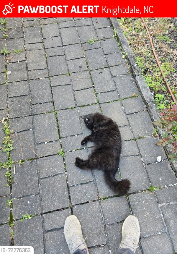 Lost Male Cat last seen Horton and Forestville Road , Knightdale, NC 27545