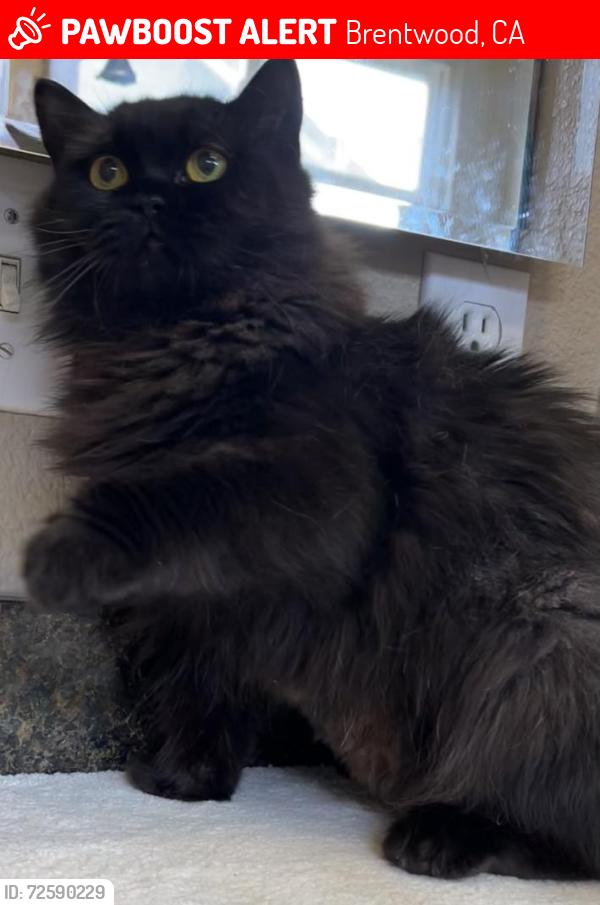 Lost Female Cat last seen Byron, Brentwood, CA 94513